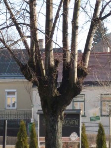 Lindenkappung