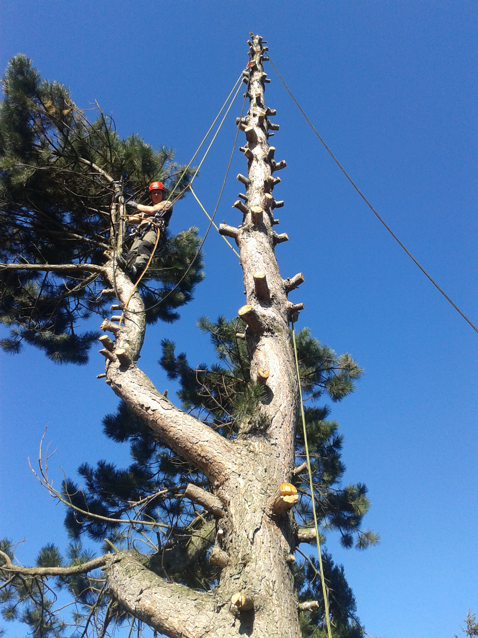 Baumfällung & Baumrodung in Wien | Baumpflege Schranz & Seifriedsberger KG
